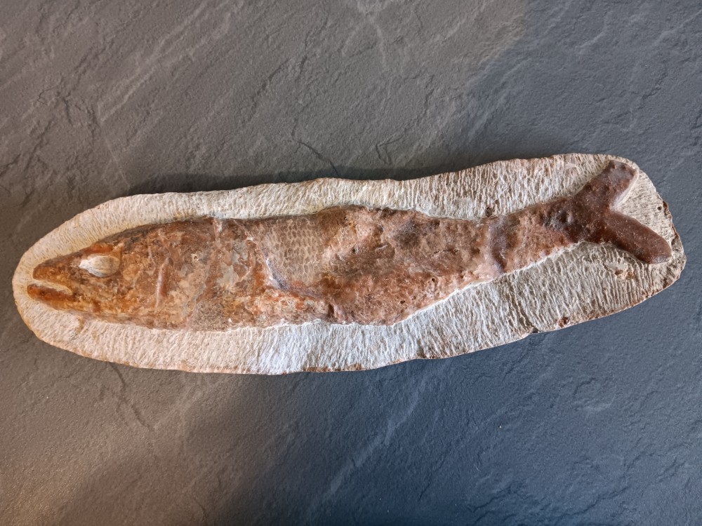 poisson fossile.jpg