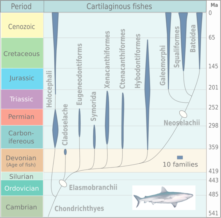 Evolution_of_cartilaginous_fishes.png