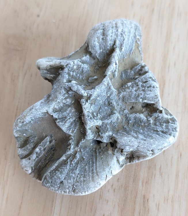 PXL_20250222_154208935 fff.jpg