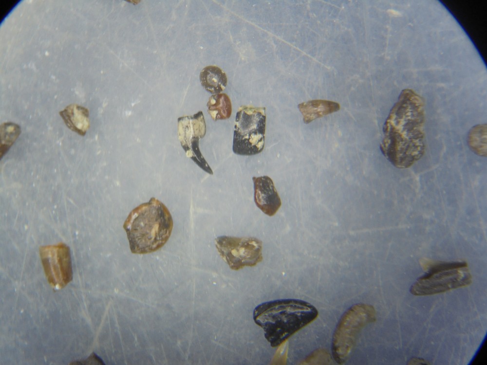 micro_egem_ypresien_tri_2025 (16).JPG