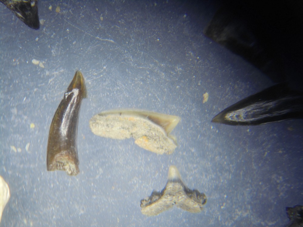 micro_egem_ypresien_tri_2025 (25).JPG