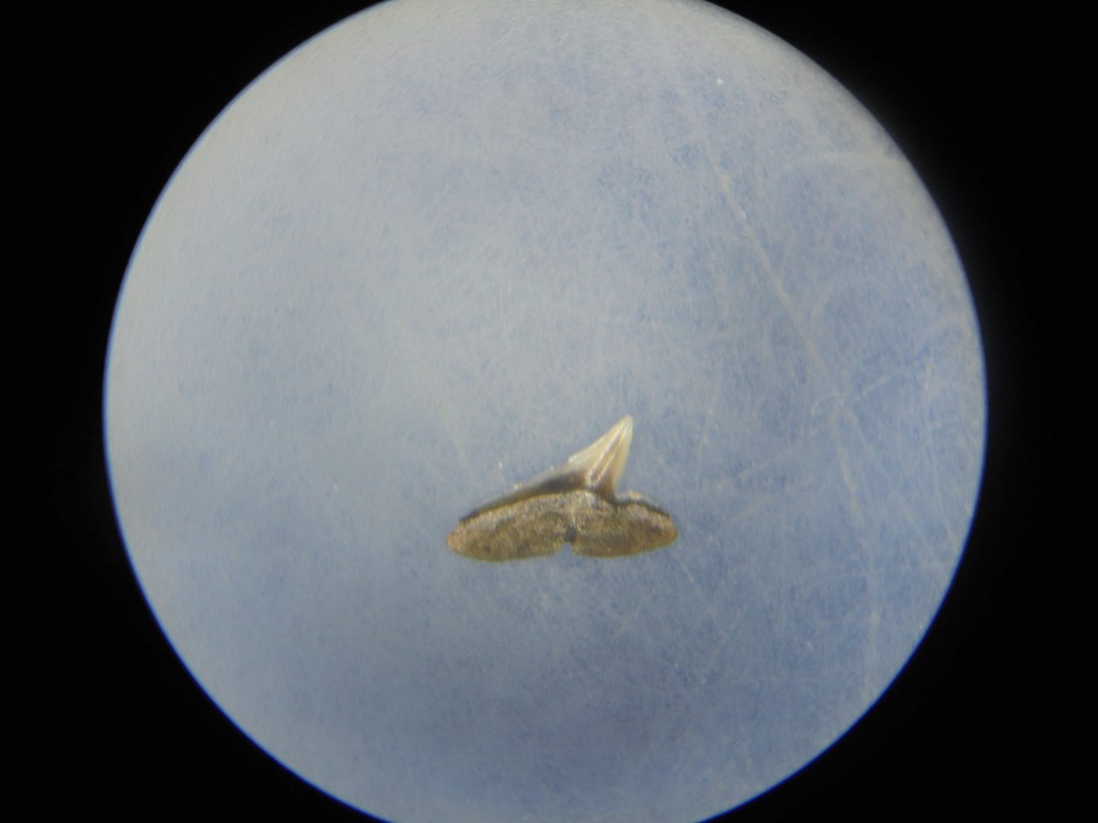 micro_egem_ypresien_tri_2025 (6).JPG