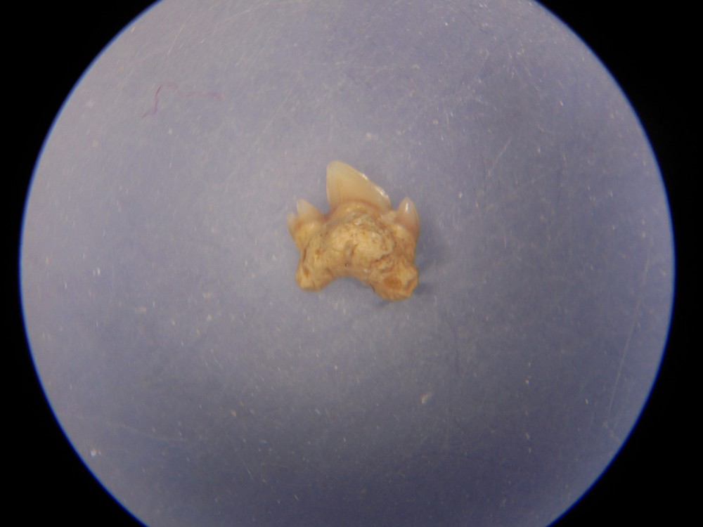 micro_villers_devant_le_thour_08 (24).JPG