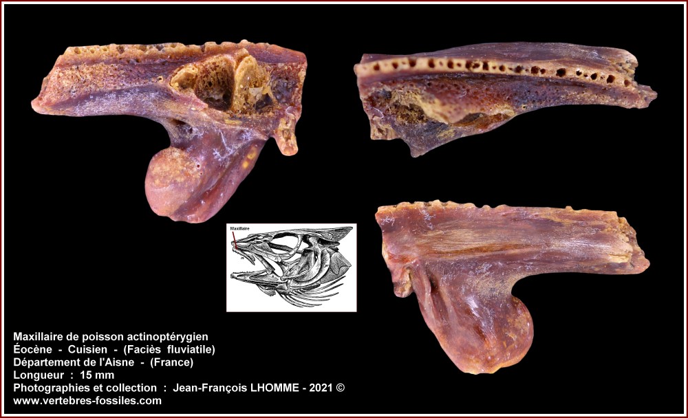 pl_mandibule_poisson_aisne2.jpg