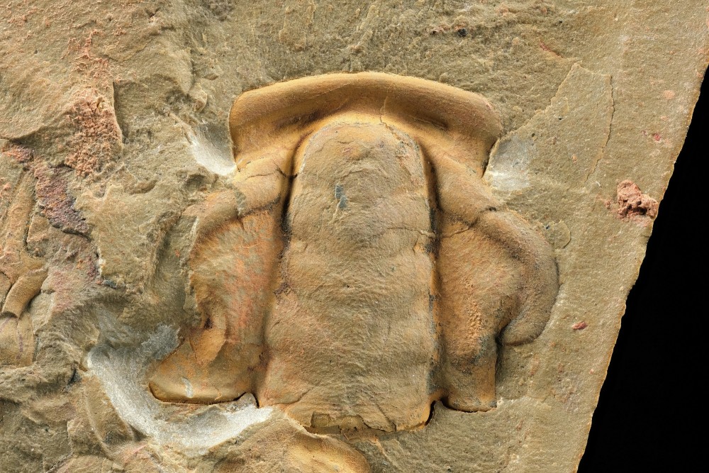 M-Cai-Maroc-Marsaisia-14mm.thumb.jpg.e575c3369c09d44018577d36a67827c4.jpg