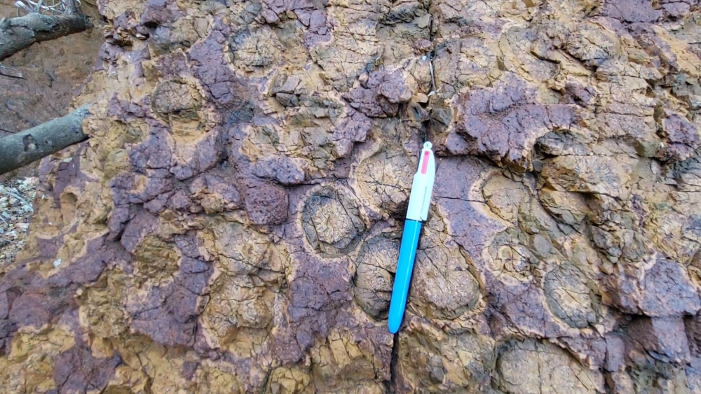 PYROMERIDES (12).png