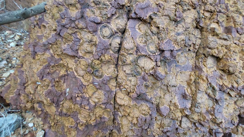 PYROMERIDES (13).png