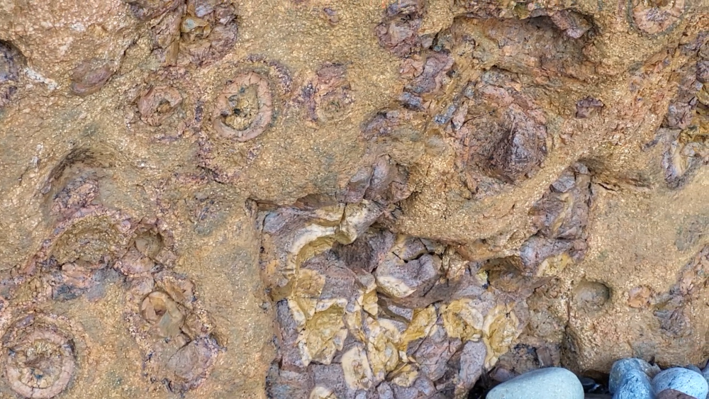 PYROMERIDES (15).png