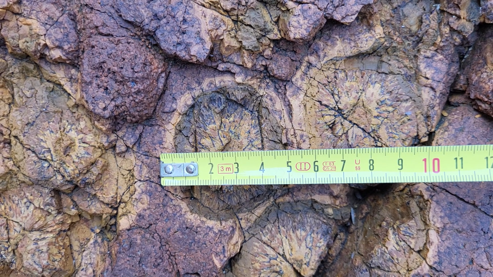 PYROMERIDES (16).png