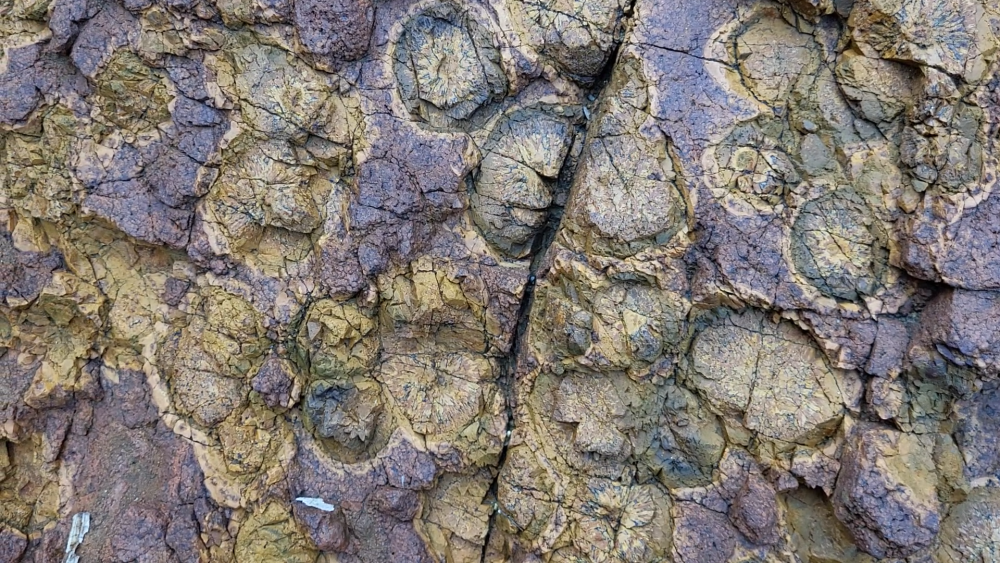 PYROMERIDES (17).png