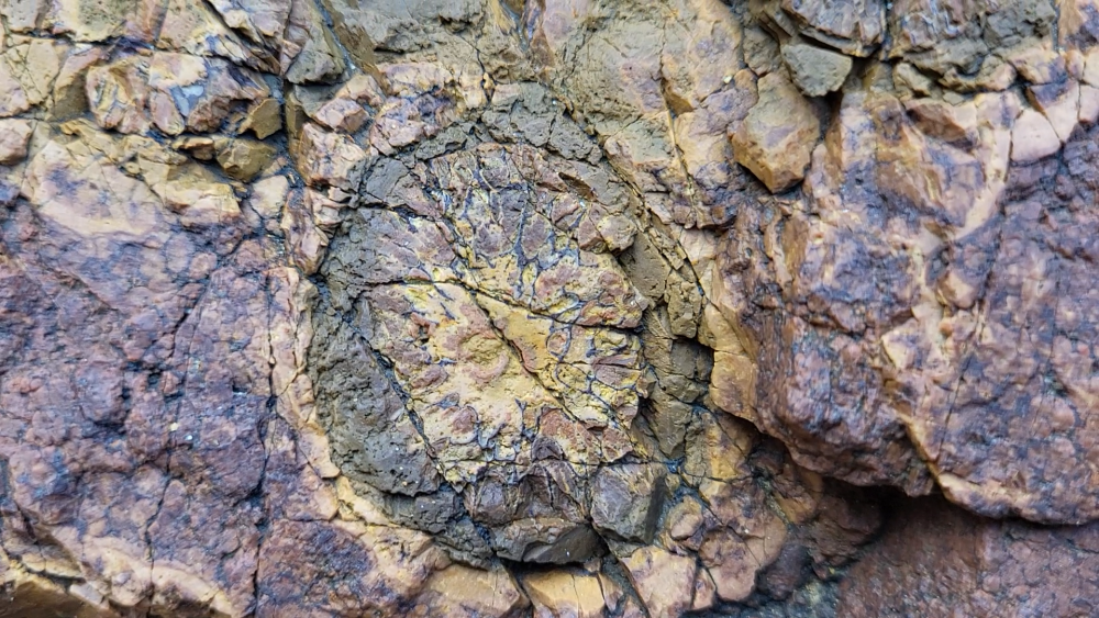 PYROMERIDES (18).png