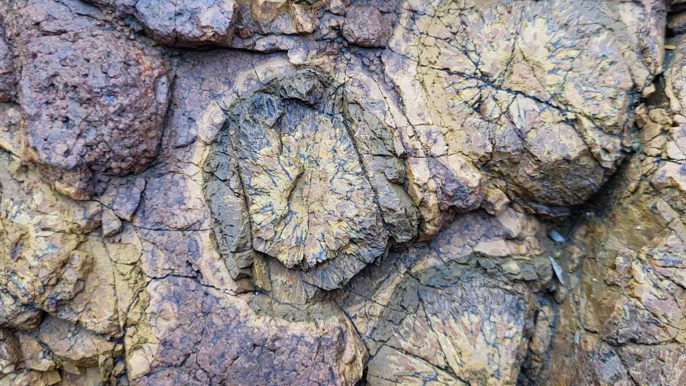 PYROMERIDES (19).png