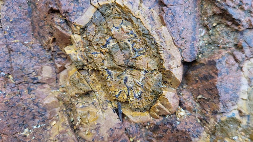 PYROMERIDES (20).png