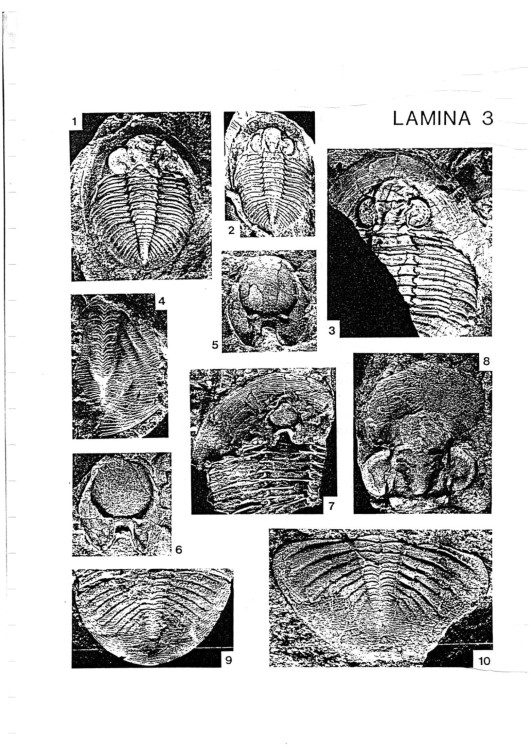 Rabano1988-TrilobitesdelOrdoviciomedio-Tomo3planches_2.thumb.jpg.a8e0d9a3d4ca8f0ebe536bcd3c370233.jpg