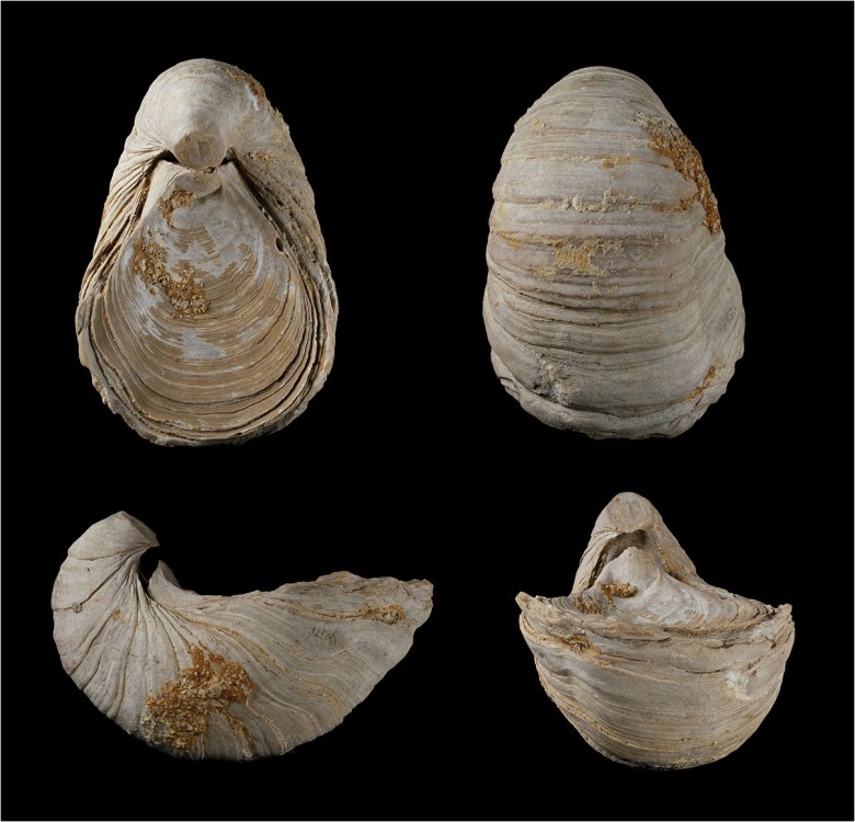Sinmurien-LesChaumes-Gryphaeamccullochii-Hauteur52mm-1200.thumb.jpg.824c7fb5f84ba9e1d4385fb3fe997be4.jpg