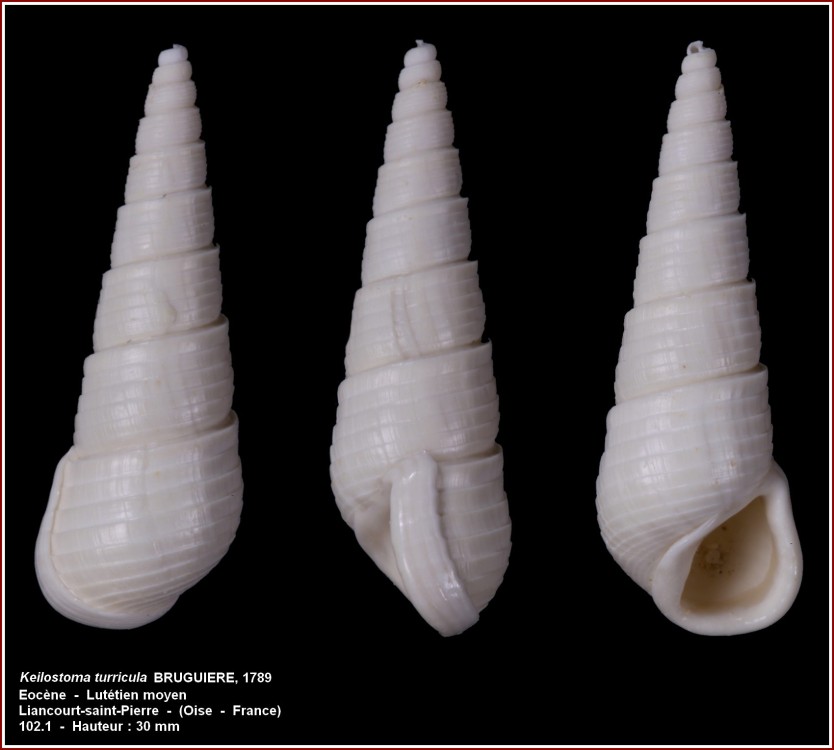 keilostoma_turricula2.jpg