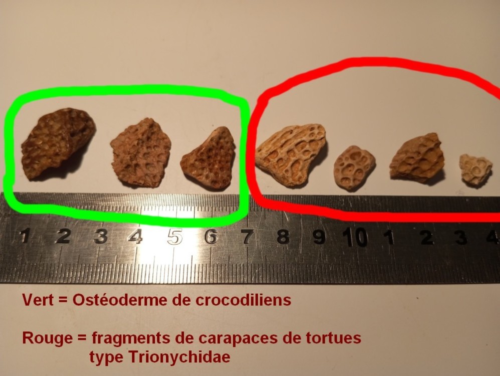 osteoderme_croco_trionyx_geof1.jpg