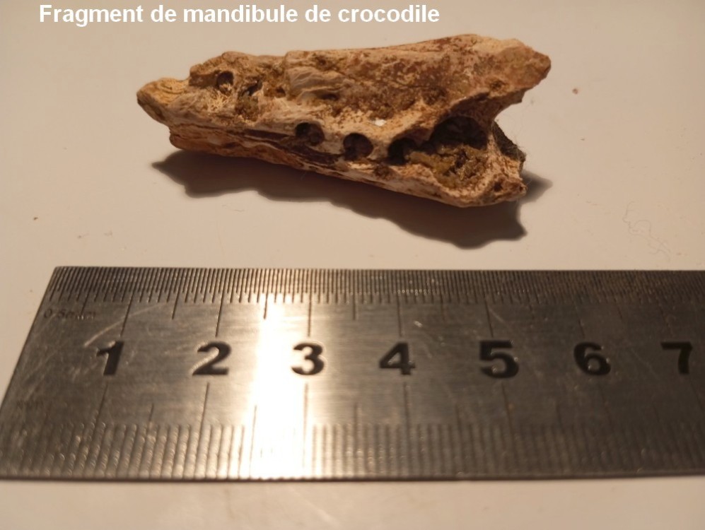 osteoderme_croco_trionyx_geof2.jpg