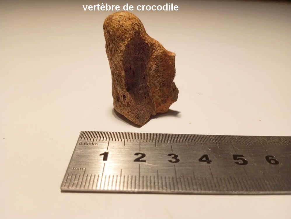 osteoderme_croco_trionyx_geof3.jpg