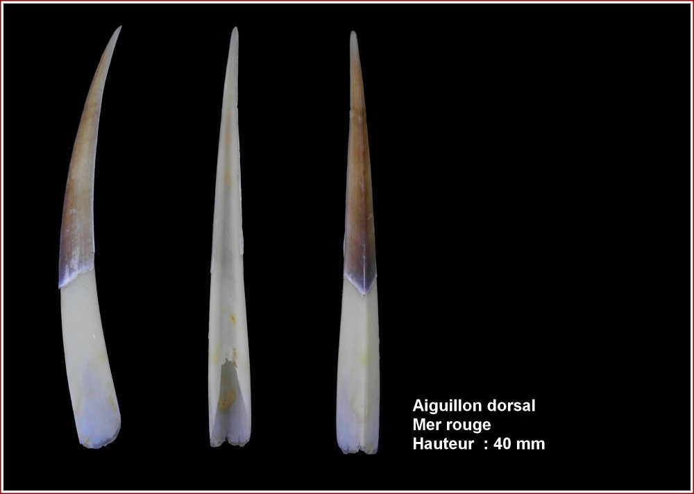pl_aiguillon_squalus.jpg