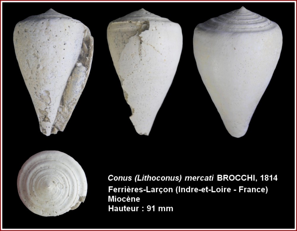 pl_conus_mercati_ferrieres_1.jpg