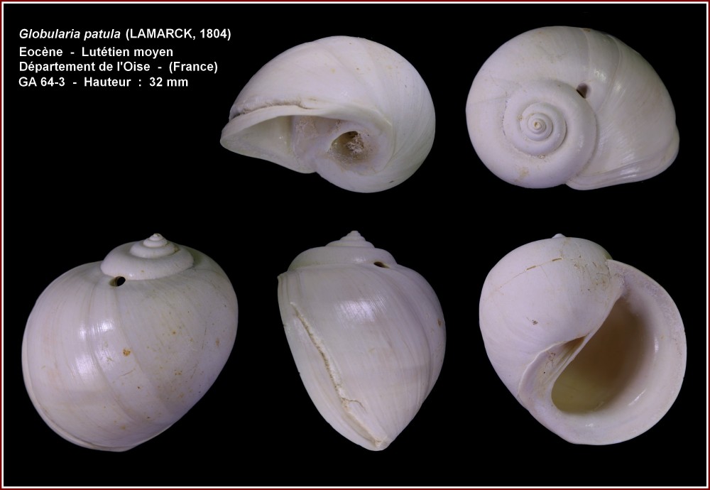 pl_globularia_patula_gypseuil.jpg