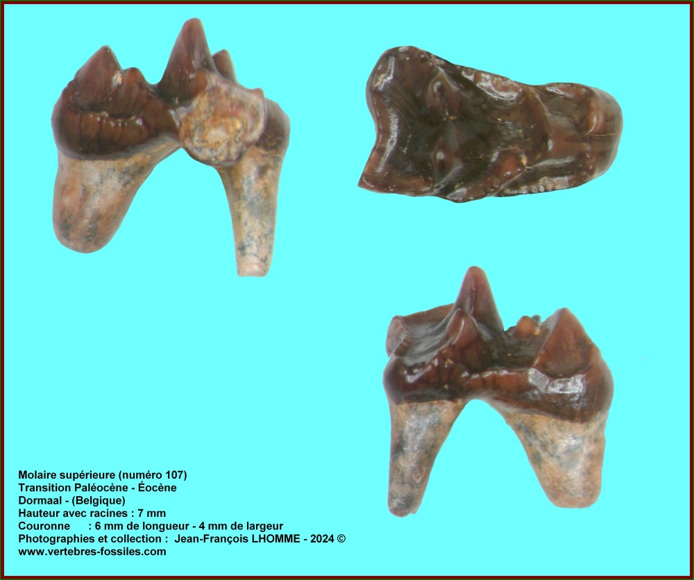 pl_molaire_sup_num_107_dormaal.jpg