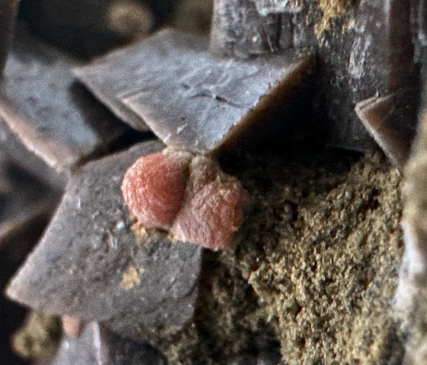 Capture d’écran 2025-01-19 à 19.35.04.png