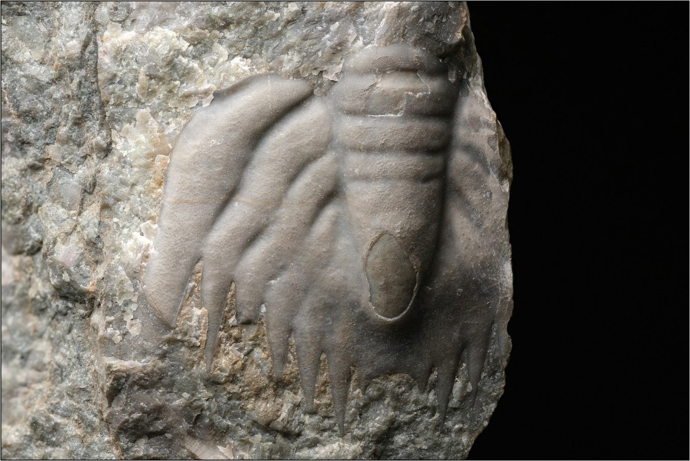 P-Cas-MN-Palaeadoteslatefalcata-P736-Hfov41mm-1600.thumb.jpg.a25174132b1a2aa5f504296b0763fa8b.jpg