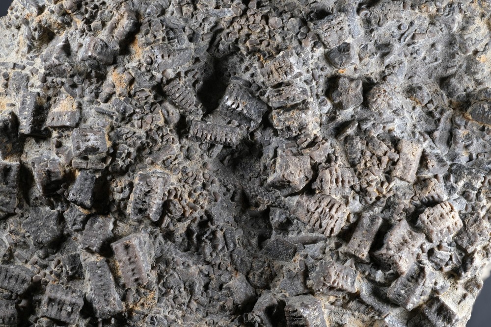 PontdesEtoiles-Crinodes-Hfov80mm.thumb.jpg.538fc46cd08998406a8a29d4844bc4db.jpg