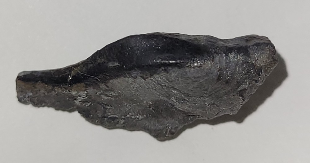Ptyctodus(1).thumb.jpg.7a93c5b30bde4fdfcc84c9ce4c399c24.jpg