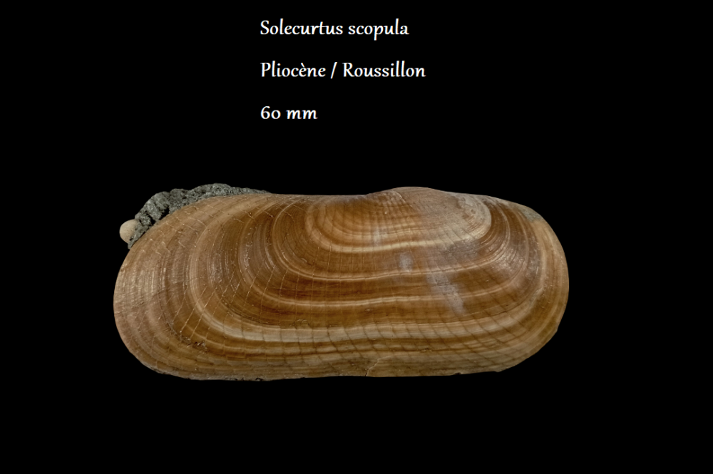 Solecurtus.thumb.png.8f4d3e22592c490f0244673a64623908.png
