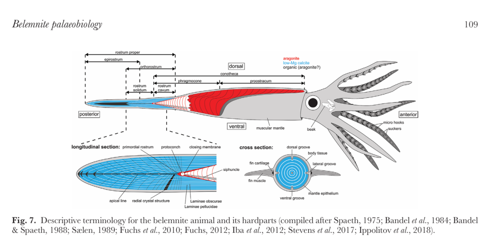 belemniteterminologyinHoffmann.jpg.thumb.png.1bee7ed29cee36b2519a7f9c3eb436e4.png