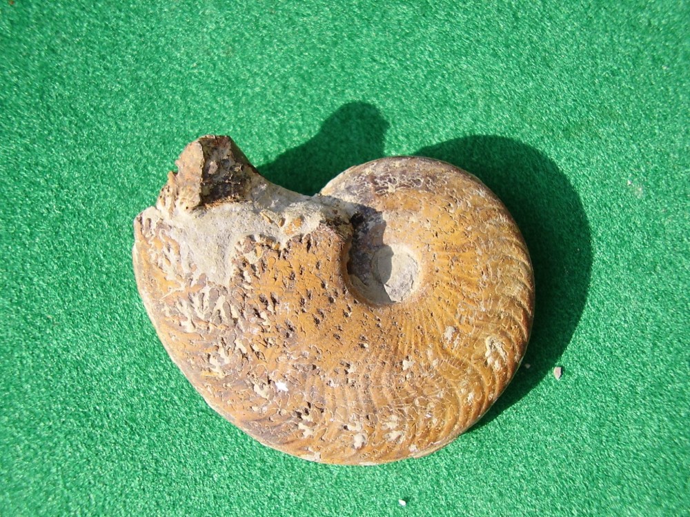 capturées 2007-4-6 00062.JPG