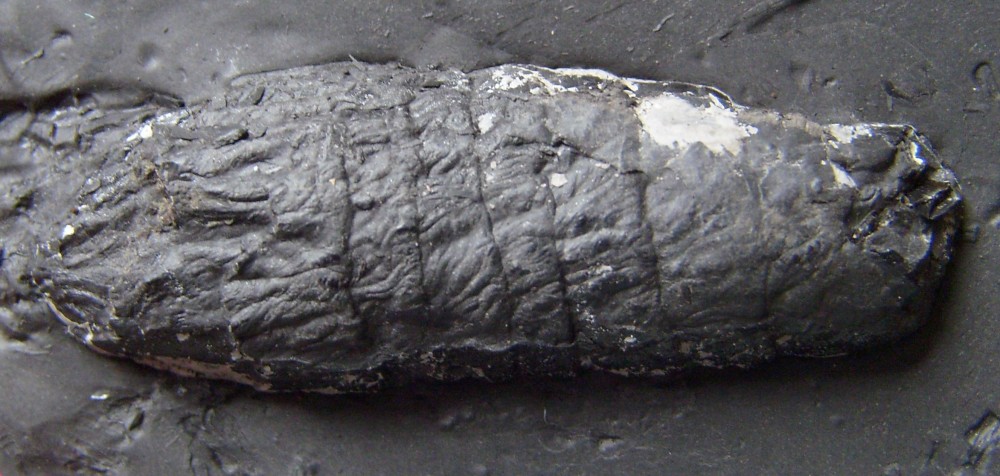 copro spiralé - Copie (2).JPG