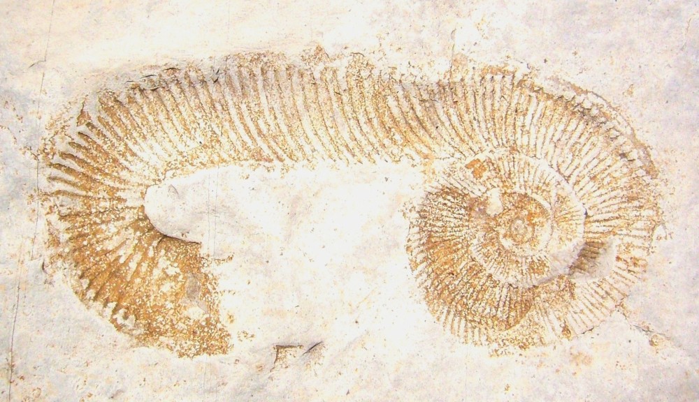 macroscaphites1rosans.thumb.JPG.61f47f28453c551359732e3c42db9ee4.JPG