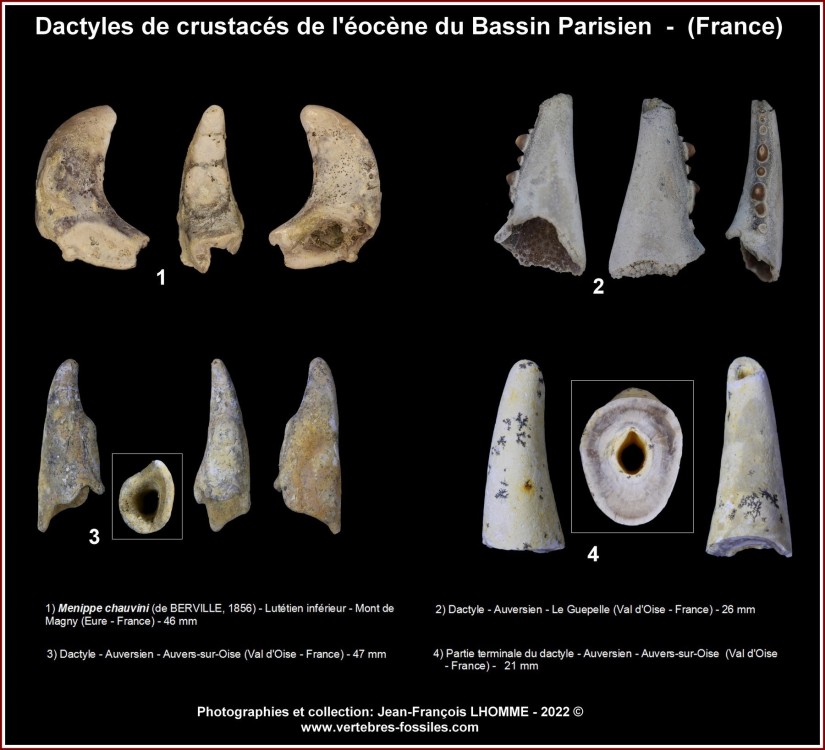 pl_grande_pince_eocene_bp.jpg.e904e14344cdc79412deaf524bdc36ed(1).thumb.jpg.ded444d0b5dda89313ff99d460735dab.jpg