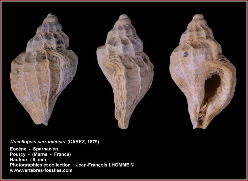pl_nucellospsis_sarroniensis_pourcy2.jpg