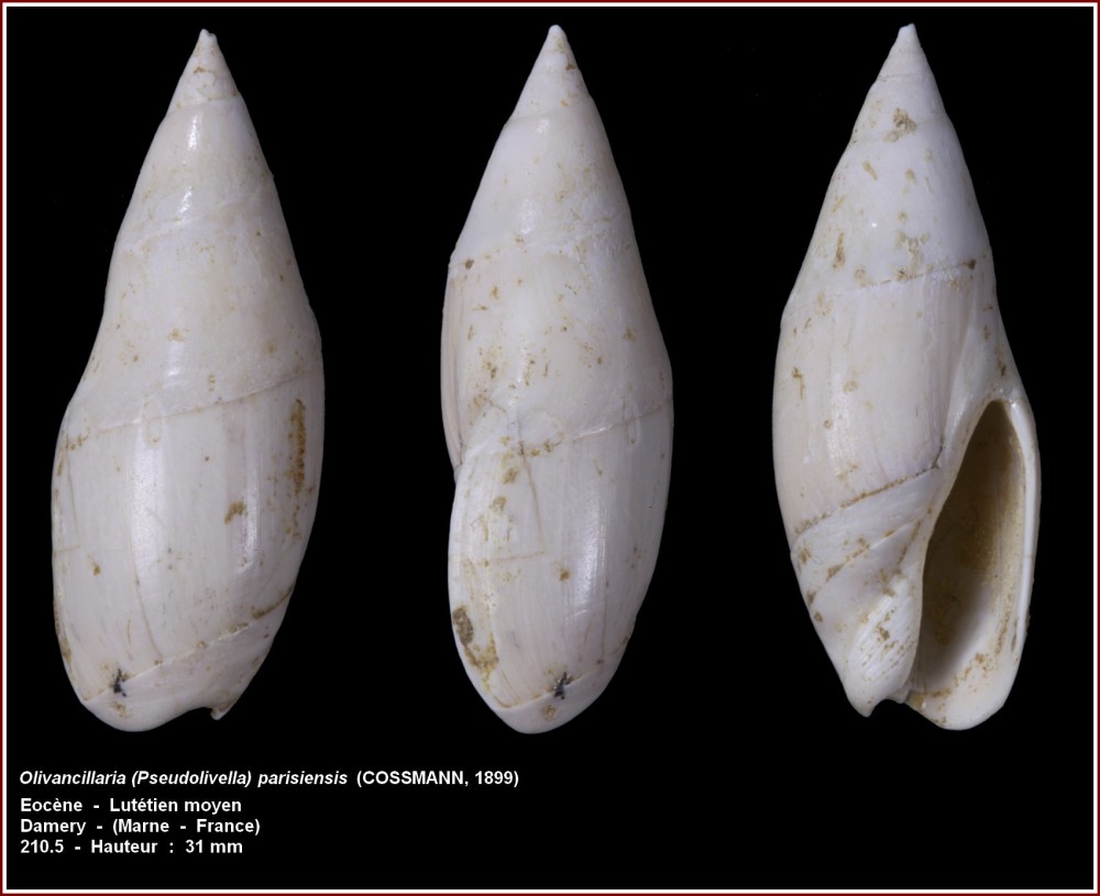 pl_olivancillaria_parisiensis.jpg