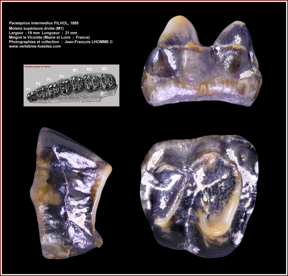 pl_paratapirus intermedius_roumy.jpg