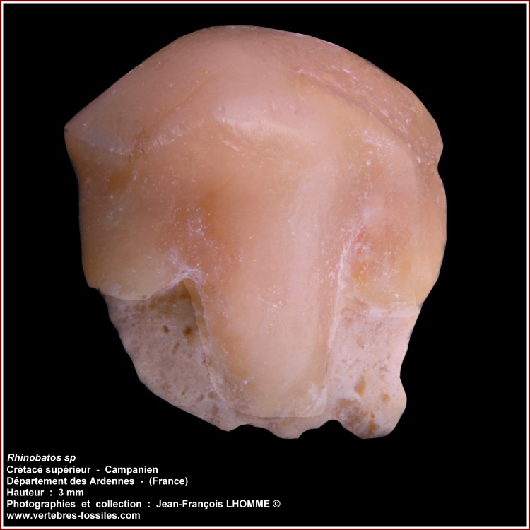 pl_rhinobatos_campanien_ardennes.thumb.jpg.79ef1dfc6311717b9326884acb0d62b8.jpg