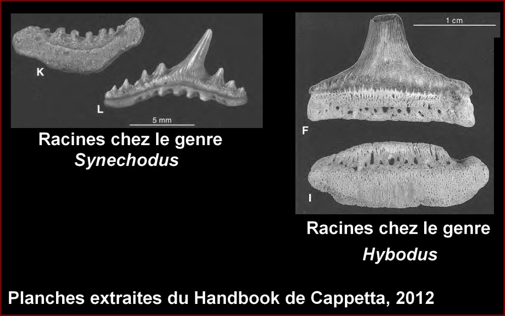 synechodus_vs_hybodus.jpg