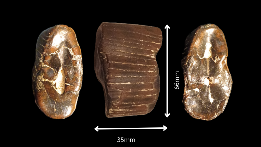 Amphiope bioculata Burdiaglien - Istres, Etant de Berre_20250626_191510_0000.png