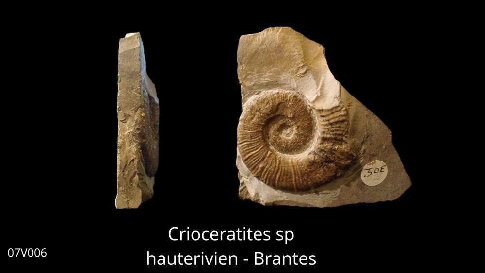 Boite 08 - Crioceras_20250608_222437_0000.jpg