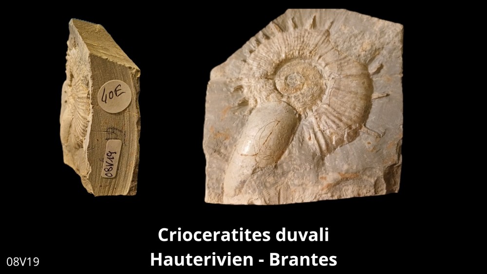 Boite 08 - Crioceras_20250608_222437_0001.jpg