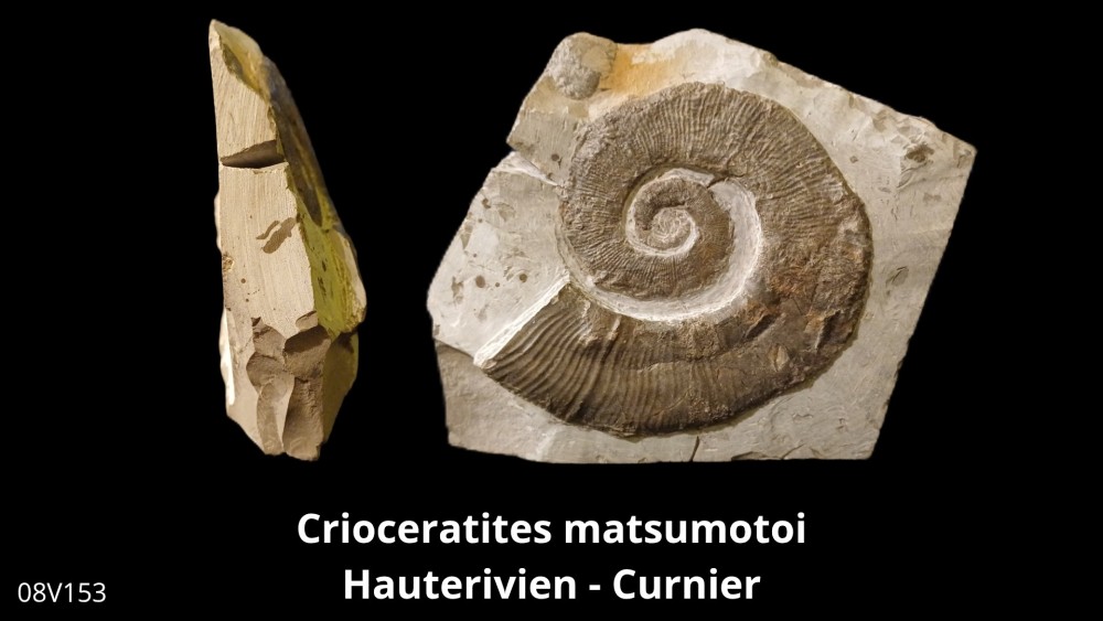 Boite 08 - Crioceras_20250608_222437_0002.jpg