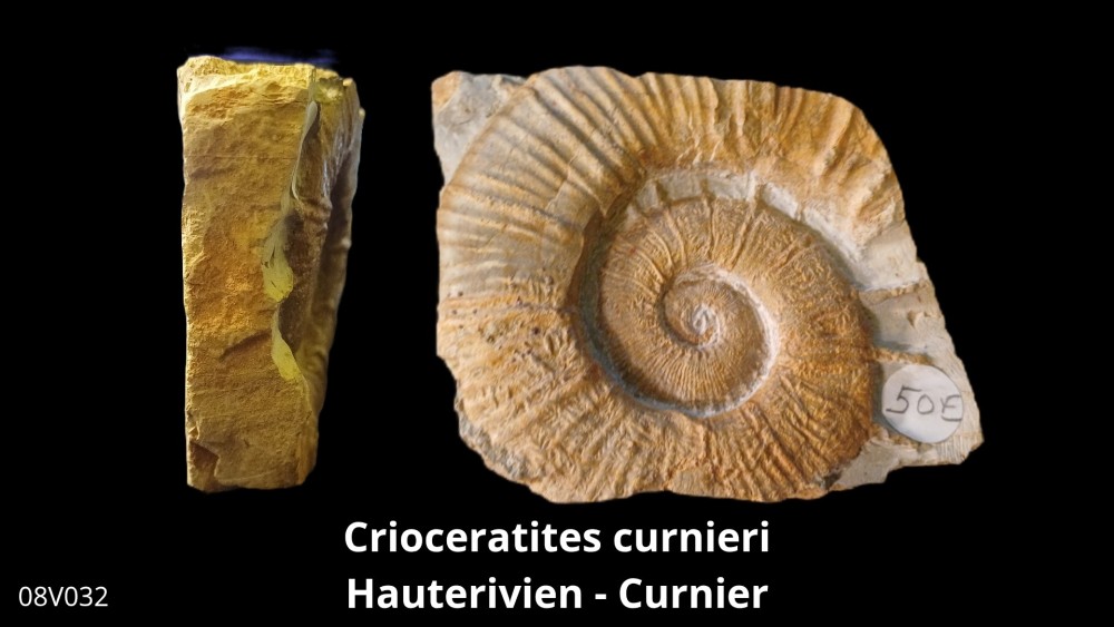 Boite 08 - Crioceras_20250608_222437_0003.jpg