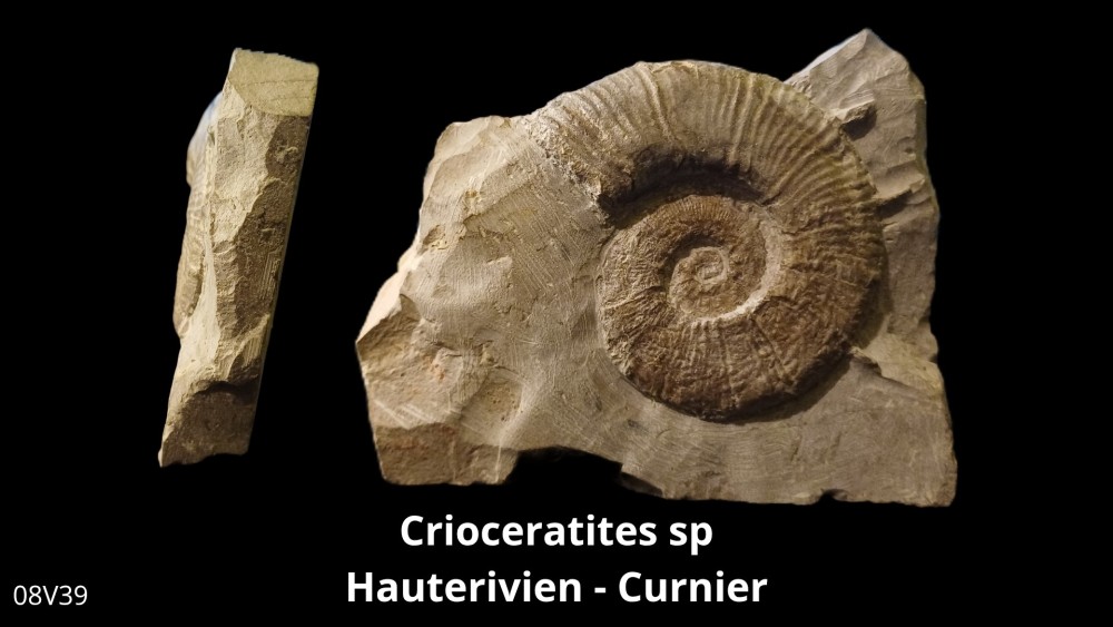 Boite 08 - Crioceras_20250608_222437_0004.jpg