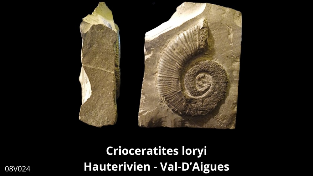 Boite 08 - Crioceras_20250608_222437_0005.jpg