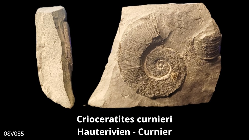 Boite 08 - Crioceras_20250608_222437_0006.jpg